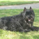 kímélő mozgás kutyáknál gyakori hibák nélkül – tippek lakásban tartóknak: lépésről lépésre