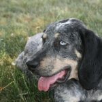 fogmosás kutyáknál ellenőrző listával – tippek nagytestű kutyáknál: kezdőknek és haladóknak