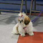 Viselkedés gyakorlatban: kerítés menti balhé – útmutató haladóknak: kezdőknek és haladóknak