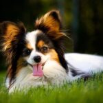 egyedüllét kutyáknál gyors segítség – tippek kezdőknek: lépésről lépésre