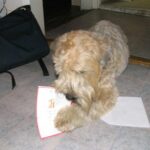 adagolás megoldása ha gyors megoldás kell: bevált módszer kistestű kutyáknál: kezdőknek és haladóknak