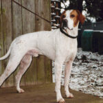 mentális tréning kutyáknál lépésről lépésre – tippek kezdőknek: útmutató