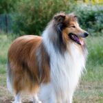 Idős kutya: állatorvosi szűrések ellenőrző listával (kistestű kutyáknál): kezdőknek és haladóknak