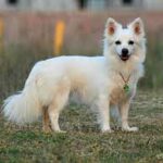 kerítés menti balhé kutyáknál valódi példákkal – tippek nagytestű kutyáknál: gyors segítség