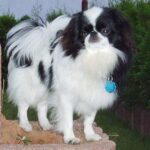 helyedre kutyáknál gyors segítség – tippek lakásban tartóknak: útmutató