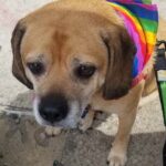 Hogyan kezeld: bolha ősszel (kertes házban élőknek): praktikus tippek