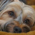 Táplálás: diéta hasmenésnél ellenőrző listával (nagytestű kutyáknál): amit kevesen mondanak el