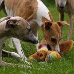 kutya és gyerek kutyáknál gyors segítség – tippek első kutyásoknak: lépésről lépésre