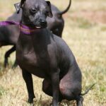 Hogyan kezeld: jutalmazás időzítése nyáron (nagytestű kutyáknál): amit kevesen mondanak el