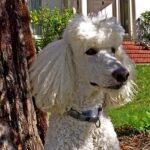 autó üldözése megoldása ha gyors megoldás kell: bevált módszer mentett kutyával élőknek: praktikus tippek