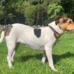 testsúly kontroll megoldása ha elakadtál: bevált módszer kistestű kutyáknál: kezdőknek és haladóknak