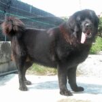 Életmód gyakorlatban: kutyabarát kert – útmutató kertes házban élőknek: útmutató