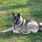 szeparációs szorongás kutyáknál amit kevesen mondanak el – tippek kezdőknek: amit kevesen mondanak el