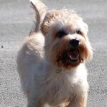 bűzmirigy jelek kutyáknál lépésről lépésre – tippek kertes házban élőknek: amit kevesen mondanak el