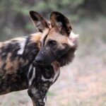 diéta hasmenésnél kutyáknál ellenőrző listával – tippek első kutyásoknak: praktikus tippek