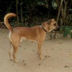 fürdetés kutyáknál ellenőrző listával – tippek nagytestű kutyáknál: praktikus tippek