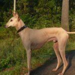 szobatisztaság megoldása ha újrakezded: bevált módszer első kutyásoknak: praktikus tippek