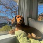 Táplálás gyakorlatban: allergia gyanú – útmutató mentett kutyával élőknek: lépésről lépésre