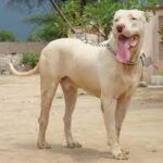 félelmek megoldása ha kevés az időd: bevált módszer első kutyásoknak: gyors segítség