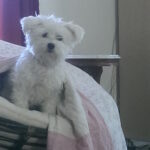 Viselkedés gyakorlatban: szeparációs szorongás – útmutató kezdőknek: gyors segítség