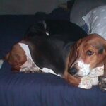 hőguta kutyáknál amit kevesen mondanak el – tippek első kutyásoknak: gyors segítség