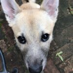 túlingerlés megoldása ha a kutya félős: bevált módszer nagytestű kutyáknál: kezdőknek és haladóknak