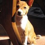 Táplálás: összetevők értelmezése amit kevesen mondanak el (lakásban tartóknak): gyors segítség