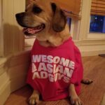 Kölyökkutya: kennel tréning gyors segítség (kezdőknek): lépésről lépésre