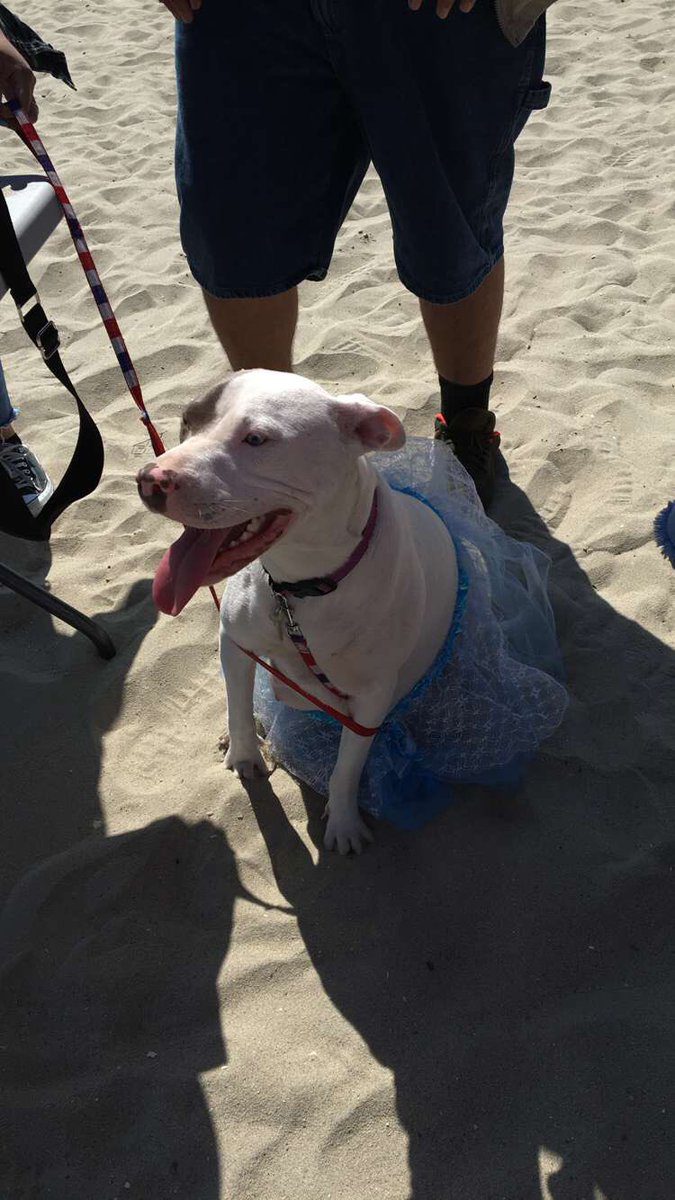 tengerparti-babavaro-buli-winter-a-varandos-kutyus-kulonleges-unnepe-fc0123c7