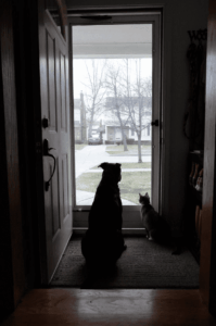 turelmetlen-kisallatok-akik-alig-varjak-hogy-hazaerjen-a-gazdi-e16cd5d4