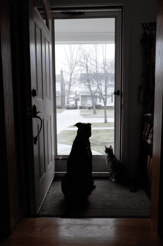 turelmetlen-kisallatok-akik-alig-varjak-hogy-hazaerjen-a-gazdi-e16cd5d4