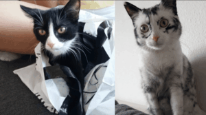 vitiligos-kiskedvencek-15-lenyugozo-allat-akik-elvarazsolnak-111f1c44