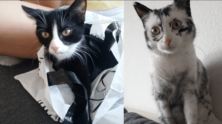 vitiligos-kiskedvencek-15-lenyugozo-allat-akik-elvarazsolnak-111f1c44