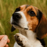 Toklász – a nyári rém, ami simán beférkőzik a kutyád testébe 🌾🐶