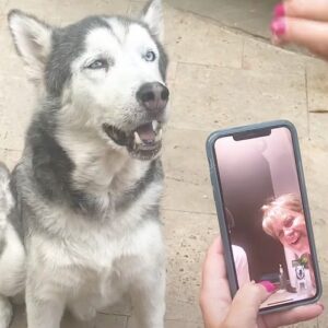 a-felenk-husky-ujra-megtalalja-a-boldogsagot-5b39727f
