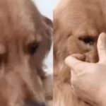 A golden retriever és a volt gazdája: egy megható találkozás
