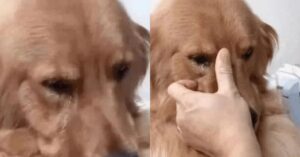 a-golden-retriever-es-a-volt-gazdaja-egy-meghato-talalkozas-485c3e99