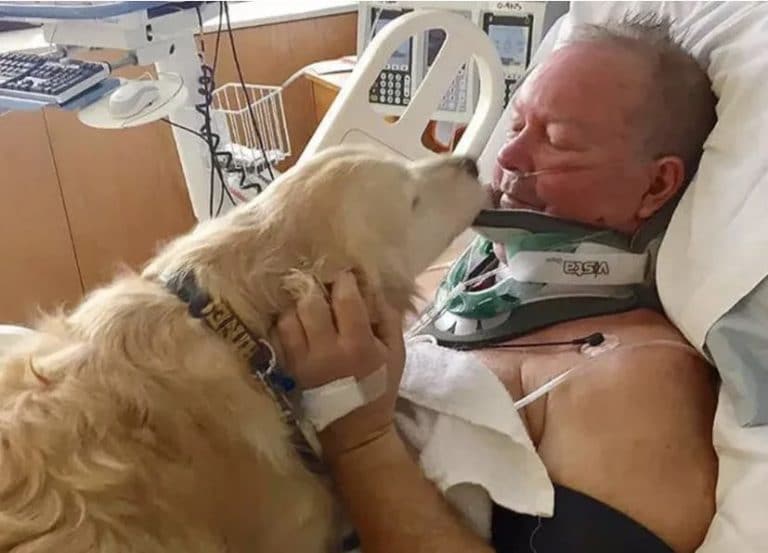 A kutya hősiessége: Egy golden retriever története, amely megmentette gazdája életét 11 hőskutya