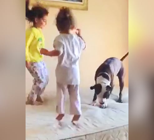 A kutyák igazi barátok: Loco, a pitbull csatlakozik a gyerekek ugrálásához 15 ugrálókutya
