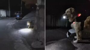 a-labrador-aki-esti-fenyt-hoz-gazdaja-hazaerkezesehez-a3f069c8