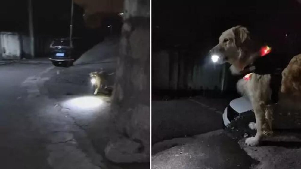 a-labrador-aki-esti-fenyt-hoz-gazdaja-hazaerkezesehez-a3f069c8