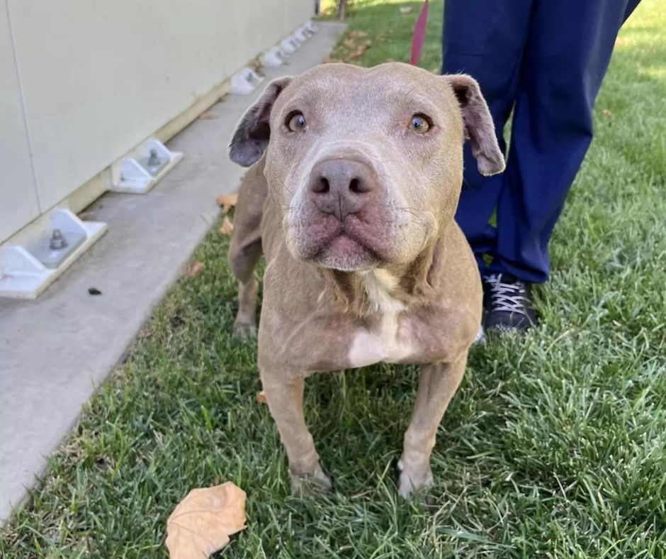 A pitbull kutyamama és kölykei története: Remény a nehéz időkben 33 anyakutya
