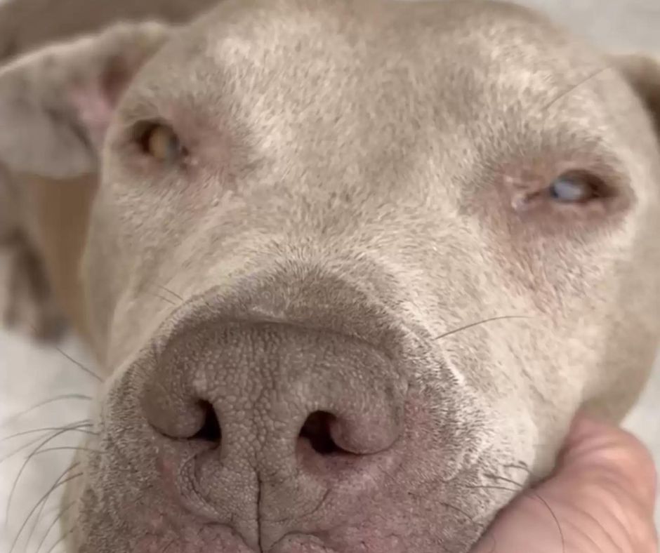 A pitbull kutyamama és kölykei története: Remény a nehéz időkben 32 anyakutya