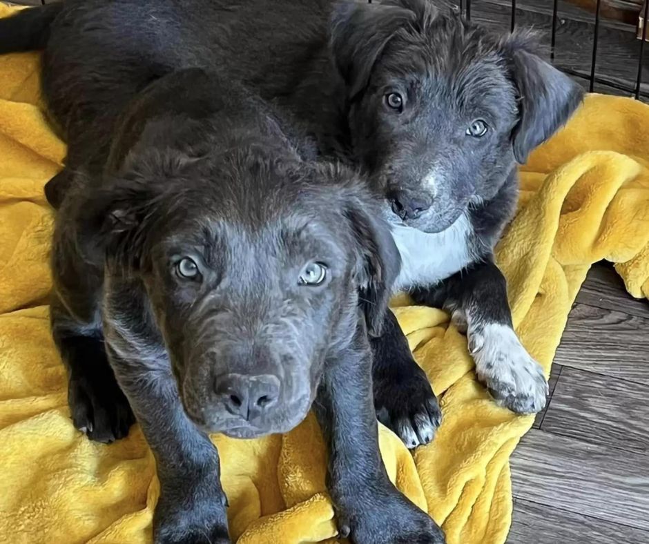 A pitbull kutyamama és kölykei története: Remény a nehéz időkben 35 anyakutya