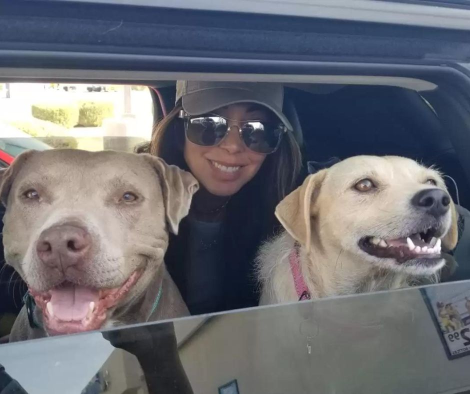 A pitbull kutyamama és kölykei története: Remény a nehéz időkben 34 anyakutya