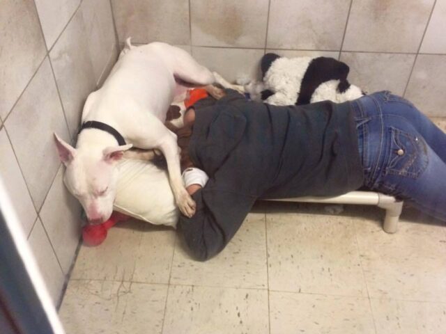 egy-baratsag-fajdalmanak-tortenete-a-siket-pitbull-es-a-tavozo-baratja-45321dfa