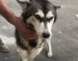 egy-elhagyott-husky-tortenete-a-szeretet-ereje-a-nehez-idokben-b000bf8a