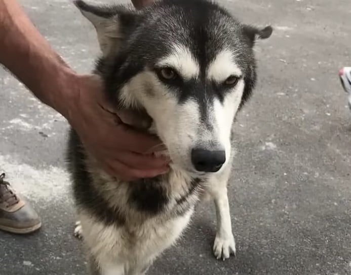 egy-elhagyott-husky-tortenete-a-szeretet-ereje-a-nehez-idokben-b000bf8a