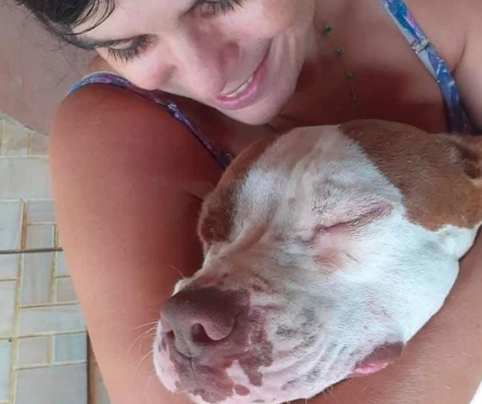 egy-hos-pitbull-igy-mentette-meg-baratjat-a-vizben-4d449b77