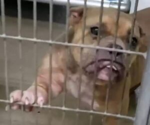 egy-kislany-es-egy-szomoru-pitbull-kulonleges-talalkozasa-23f50a6b